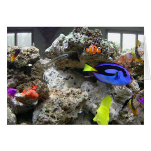 Nemo With His Gang