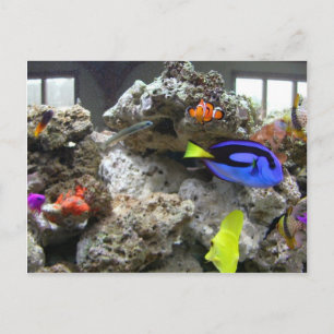 Nemo With His Gang Postcard