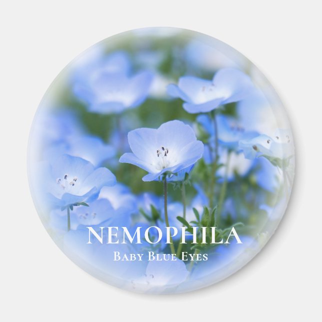 NEMOPHILA（Baby Blue Eyes） Magnet (Front)