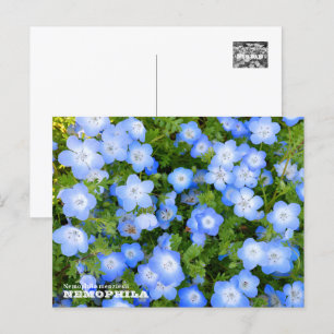 NEMOPHILA(Baby Blue Eyes) Postcard