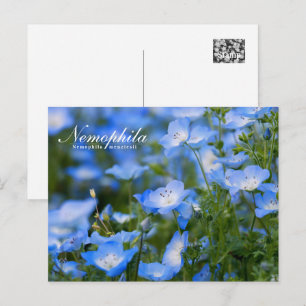 NEMOPHILA（Baby Blue Eyes） Postcard