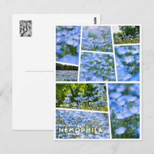 NEMOPHILA（Baby Blue Eyes） Postcard