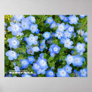 NEMOPHILA(Baby Blue Eyes) Poster