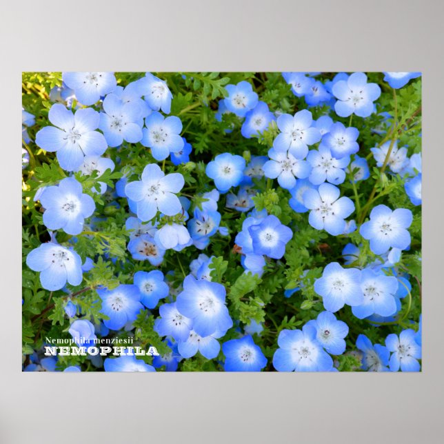 NEMOPHILA（Baby Blue Eyes） Poster (Front)