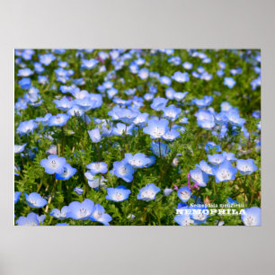 NEMOPHILA（Baby Blue Eyes） Poster