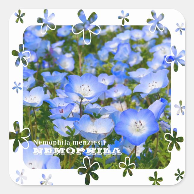 NEMOPHILA（Baby Blue Eyes） Square Sticker (Front)