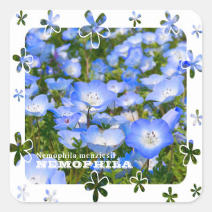 NEMOPHILA(Baby Blue Eyes) Square Sticker