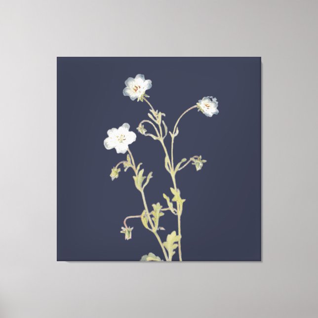 Nemophila Flowers Canvas Print (Front)