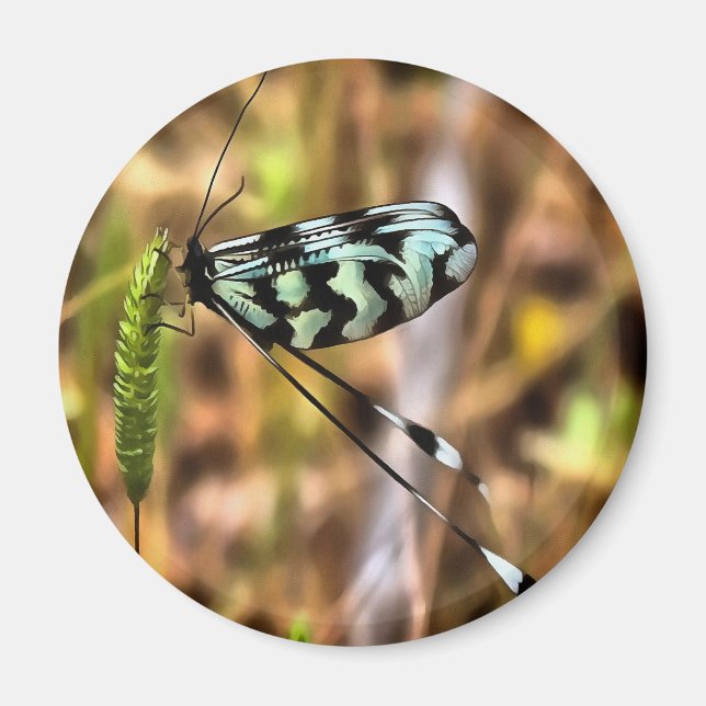 Nemoptera bipennis Spoon-Winged Insect Art Magnet (Front)