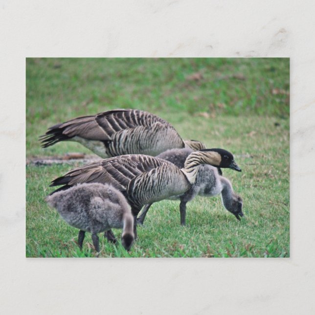 Nene Postcard (Front)