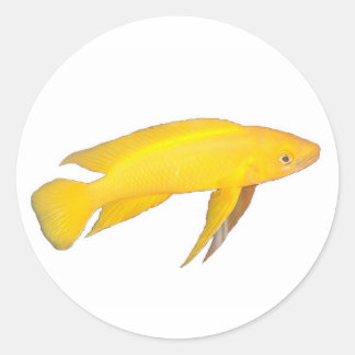 Neolamprologus leleupi classic round sticker