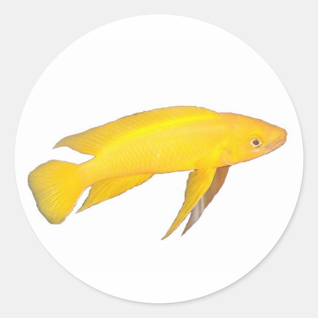 Neolamprologus leleupi classic round sticker (Front)