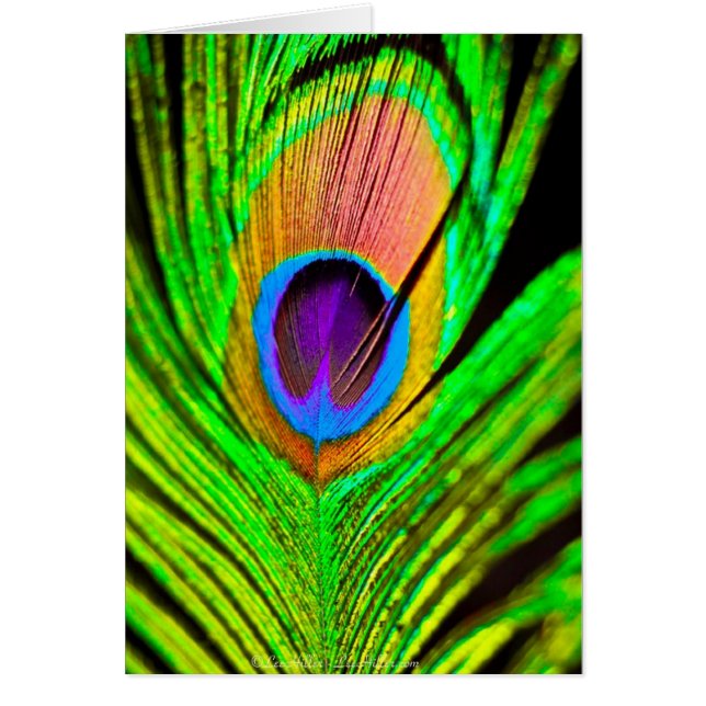 Neon Colours Peacock Feather (Front)