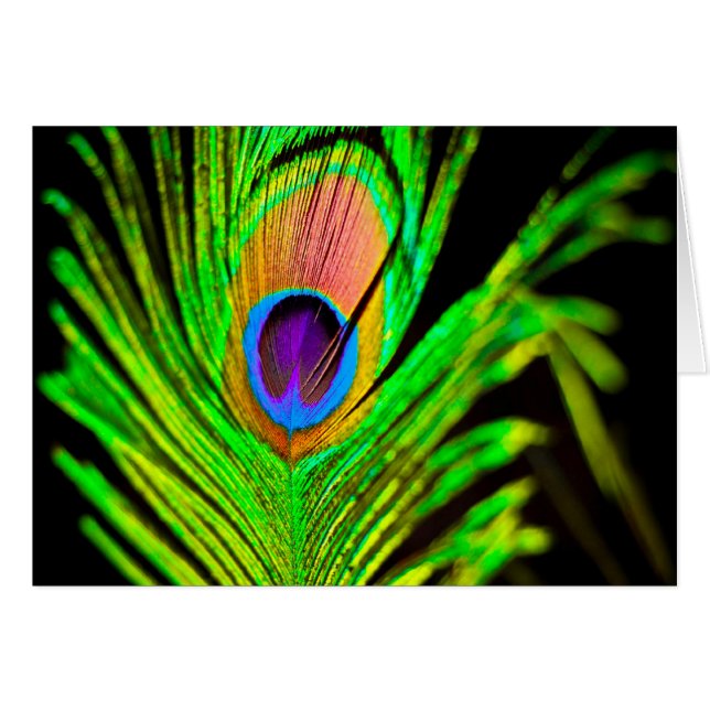Neon Colours Peacock Feather (Front Horizontal)