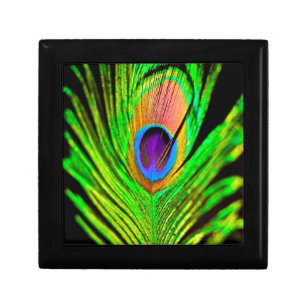 Neon Colours Peacock Feather Gift Box