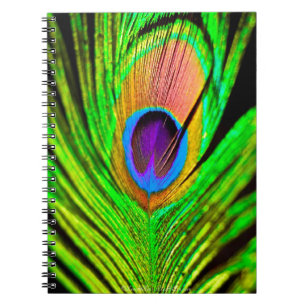 Neon Colours Peacock Feather Notebook