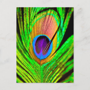 Neon Colours Peacock Feather Postcard