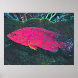 Neon Grouper Poster
