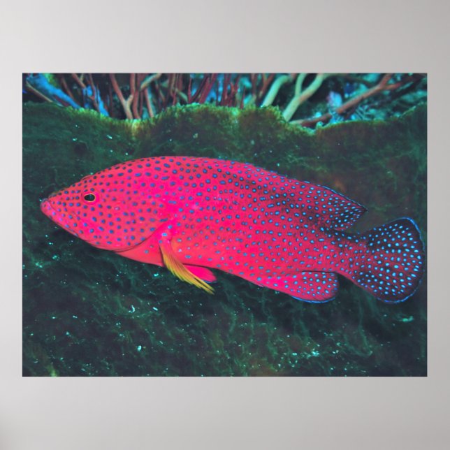 Neon Grouper Poster (Front)