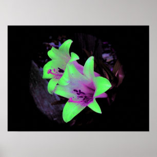 Neon Lilies Photograph Poster / Print