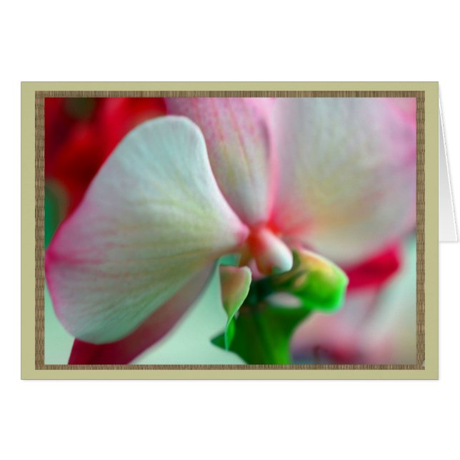 Neon Orchid (Front Horizontal)