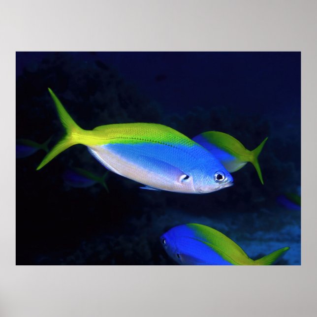 Neon  poster (Front)