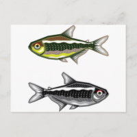 Neon Tetra aquarium fish