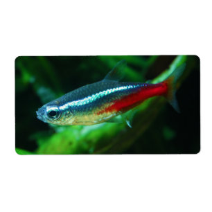 Neon Tetra Fish Paracheirodon Innesi