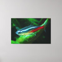 Neon Tetra Fish Paracheirodon Innesi