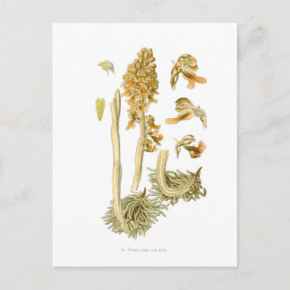 Neottia nidus avis postcard