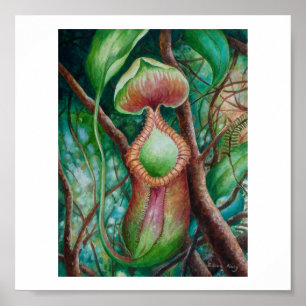 Nepenthes Marcophylla Watercolor Art Poster