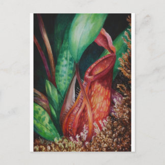 Nepenthes Of Borneo Watercolor Art Postcard