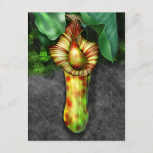 Nepenthes, Pitcher Plant Illustration Postcard