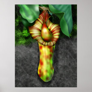 Nepenthes, Pitcher Plant Illustration Poster