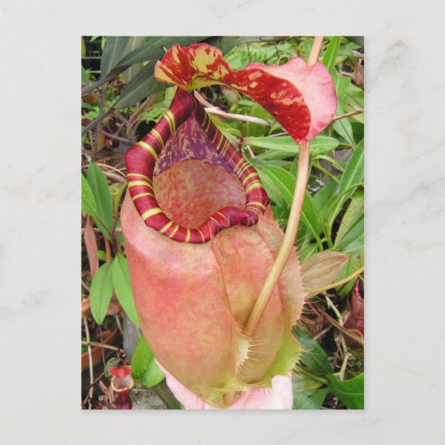 Nepenthes sumatrana Photo Post Card (Front)