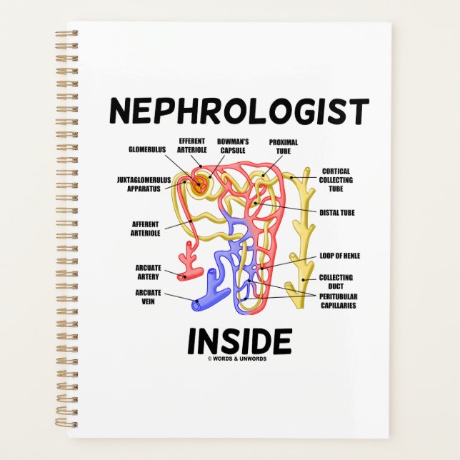 Nephrologist Inside Kidney Nephron Planner (Front)