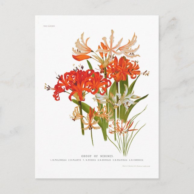 Nerines Postcard (Front)