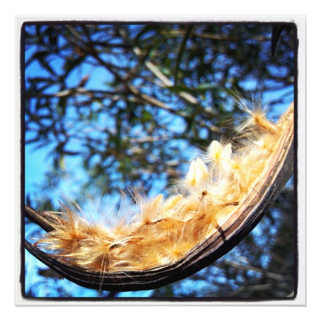 Nerium Oleander Seed Pod Colour Photo Print (Front)