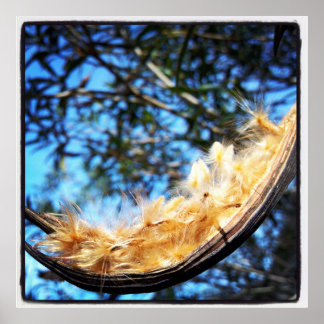 Nerium Oleander Seed Pod Vibrant Colour Photo Poster