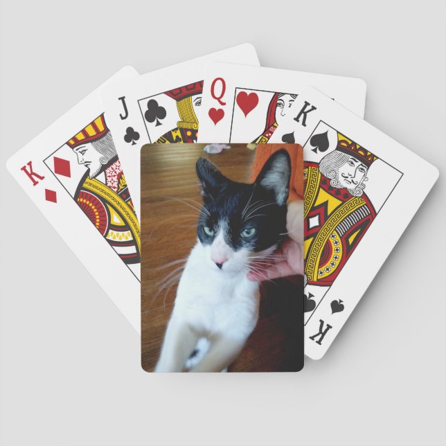 Nero the cat playing cards (Back)