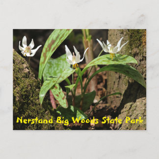 Nerstand Big Woods State Park Postcard