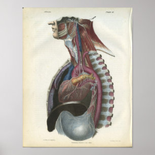 Nerves of the Chest Anatomy Print