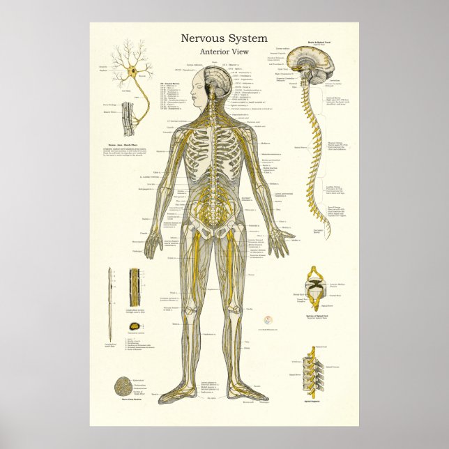 Nervous System Anatomy Poster (Front)