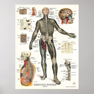 Nervous System Anatomy Poster 18 X 24