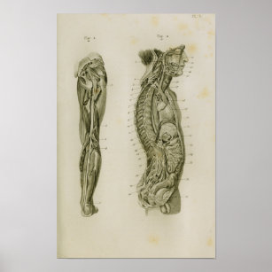 Nervous System Body Legs Vintage Anatomy Print