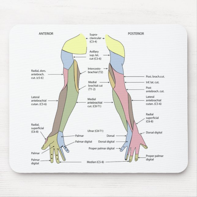 Nervous System cutaneous innervation upper limb Mouse Mat (Front)