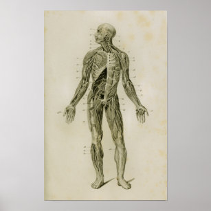 Nervous System Human Vintage Anatomy Print