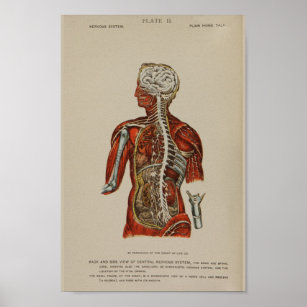 Nervous System Spinal Cord Nerves Anatomy Print