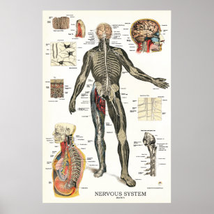 Nervous System Spinal Nerves Anatomy Poster