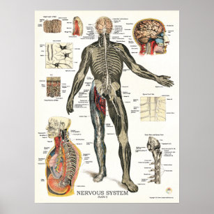Nervous System Spinal Nerves Anatomy Poster